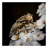Tablou Canvas, "Albină pe flori albe delicate", Insectă, Ochi, Detaliu, Flori, Natură, Contrast, Textură, Delicat, Microfotografie, Aripi, 26 x 39 cm,