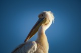 Tablou Canvas, "Pelicani &icirc;n lumina dimineții", Pasăre, Pelican, Pene, Cer, Albastru, Lumină, Profil., 39 x 26 cm, CMCLASS