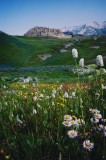Tablou Canvas, "Poienița &icirc;nflorită la poalele muntelui", Flori, Munte, Cer, Verdeață, Natură, Peisaj, Vară, Frumusețe, Serenitate, Culori, &Icirc;ntindere,