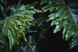 Tablou Canvas, "Frumusețea frunzelor tropicale verzi", Frunze, Verde, Lucioase, Umbre, Vegetație, Textură, Tropice, Natură, Profunditate., 39 x 26 cm,