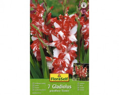 Bulbi gladiola 100 cm, Zizanie, rosie, 7 buc foto