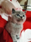 British Shorthair și Scottish fold