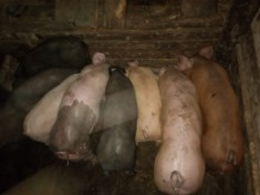 V&acirc;nd purcei de carne