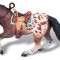 Cal Appaloosa