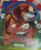 CATELUSUL LABUS