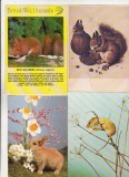 bnk cp Fauna - lot 20 carti postale *