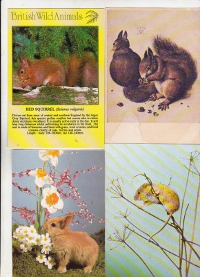 bnk cp Fauna - lot 20 carti postale * foto