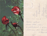 Ilustrata Slovacia-Felicitare flori