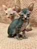 4 puiuți adorabili de Sphynx &icirc;și caută familii iubitoare!