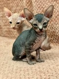 4 puiuti Sphynx din Timișoara &icirc;și caută familii iubitoare