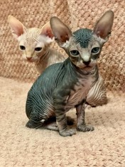 4 puiuți adorabili de Sphynx &icirc;și caută familii iubitoare!