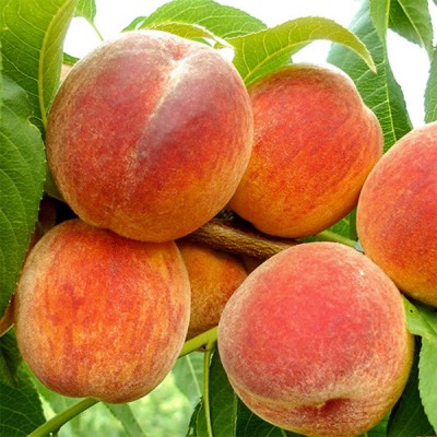 Piersic &amp;ndash; Soiul Cardinal foto