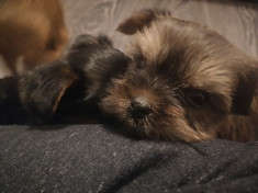 Yorkshire terrier toy foto