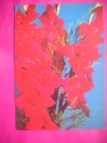 HOPCT 11406 GLADIOLE RUSIA -CP FELICITARE FLORI- -NECIRCULATA