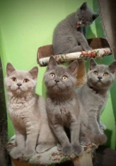 Pisici british shorthair foto