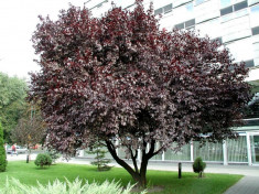 Corcodus rosu (Prunus cerasifera Nigra) foto