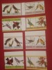 UNION ISLAND, PĂSĂRI - SERIE COMPLETĂ PERF./IMPERF. MNH, Nestampilat