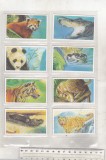 Bnk crc Brooke Bond Tea - Fauna - completa