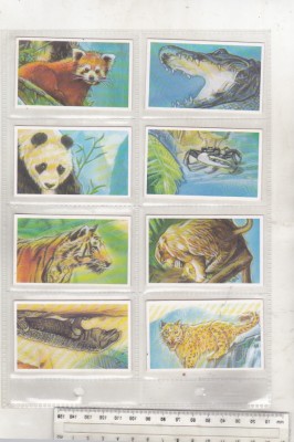 bnk crc Brooke Bond Tea - Fauna - completa foto