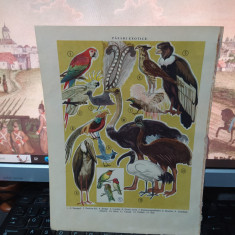 Planșă dublă color Păsări autohtone, Păsări exotice, circa 1955, 078