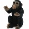 Cimpanzeu Pui - Collecta