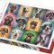 PUZZLE TREFL 1000 PORTRET CATELUSI SIMPATICI