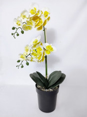 Orhidee silicon galbenă foto