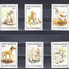 M1 TX3 3 - 1994 - Pui de animale domestice