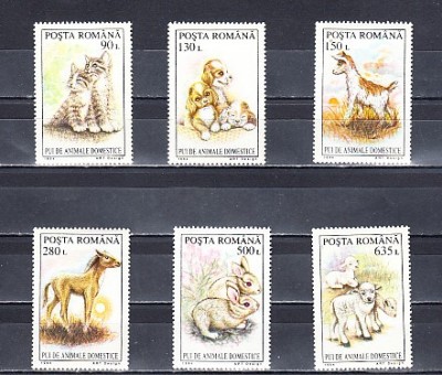 M1 TX3 3 - 1994 - Pui de animale domestice foto