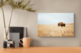 Tablou Canvas, "Bizon solitar &icirc;n savana aridă", Bizon, Prerie, Cer, Solitudine, Peisaj, Natura, Liniste, 39 x 26 cm, CMCLASS