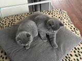 Pui pisica british shorthair