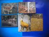 HOPCT LOT NR 1027 CAPRIOARE/ANTILOPE -FAUNA -5 CARTI POSTALE-NECIRCULATE, Circulata, Printata