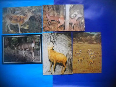 HOPCT LOT NR 1027 CAPRIOARE/ANTILOPE -FAUNA -5 CARTI POSTALE-NECIRCULATE foto