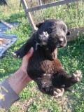 Metis Rottwailer Amstaff pui