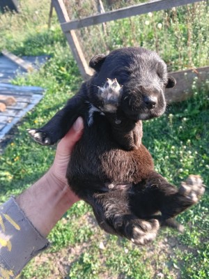 Metis Rottwailer Amstaff pui foto