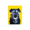 Old Dogs