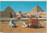 Bnk cp Egipt - Beduin cu camila la piramide - necirculata, Printata