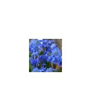 Gloria Zapezii Scilla, Siberica, Albastru, 8/9, 1 Bulb