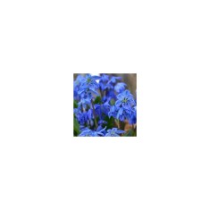 Gloria Zapezii Scilla, Siberica, Albastru, 8/9, 1 Bulb