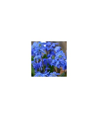 Gloria Zapezii Scilla, Siberica, Albastru, 8/9, 1 Bulb foto