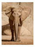 Tablou Canvas, "Elefant impunător &icirc;n peisaj arid", Elefant, Urechi, Colti, Piele, Desert, Umbra, Majestuozitate, Liniste, 26 x 39 cm, CMCLASS