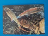 CPIB 23226 CARTE POSTALA - ACVARIU CONSTANTA. BARBUS BIMACULATUS, NECIRCULATA