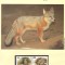 K&acirc;rg&acirc;zstan 1999 - Vulpea Corsac, Set WWF,4 poze, MNH, (vezi descrierea)