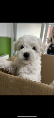 Vand Bichon Frise Rasa Pura foto