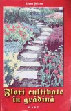 FLORI CULTIVATE IN GRADINA-ELENA SELARU-361047