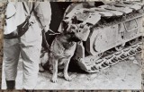 Caine de interventie, descoperirea supravietuitorilor in urma cutremului din 1977// fotografie de presa, Romania 1900 - 1950, Portrete