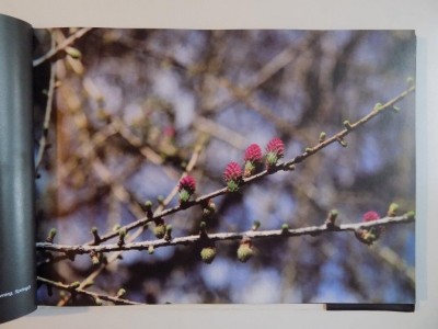 MONTECRAI , TINUTUL PIETREI CRAIULUI VAZUT DE MIRCEA SI ELIZA CINTEZA 2006 foto