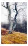 Tablou Canvas, "Dansul copacilor &icirc;n adierea v&acirc;ntului", Arbore, Dansant, Culoare, Mișcare, Toamnă, Abstracție, Natură, Pictural, Vibrant, Mistic, 26 x