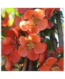 Planta Chaenomeles japonica Cido P9, ghiveci 9cm
