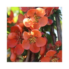 Planta Chaenomeles japonica Cido P9, ghiveci 9cm